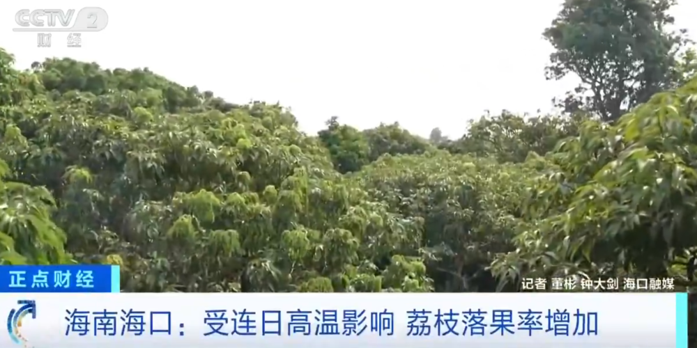 盛世棋牌官网-大范围持续性高温天气，局地达到40℃以上，海南：热到荔枝都自闭了